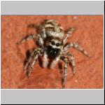 Salticus scenicus - Springspinne 03.jpg
